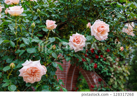 開花在玫瑰園的美麗的橙色玫瑰 128317268
