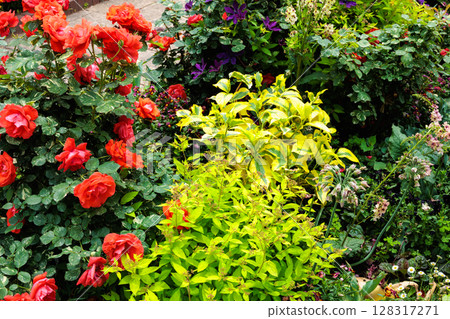 Beautiful orange roses blooming in the rose garden Beautiful orange roses blooming in the rose garden 128317271