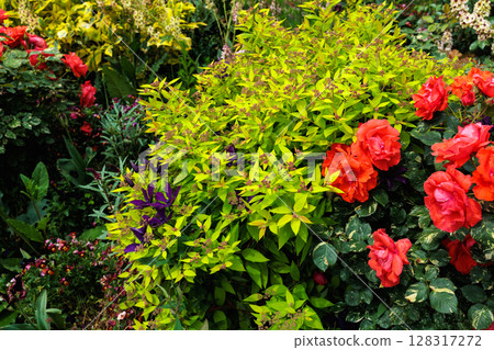 開花在玫瑰園的美麗的橙色玫瑰 開花在玫瑰園的美麗的橙色玫瑰 128317272