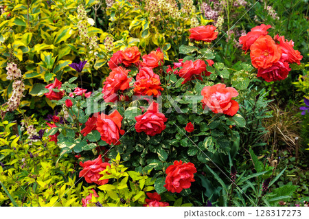 開花在玫瑰園的美麗的橙色玫瑰 128317273