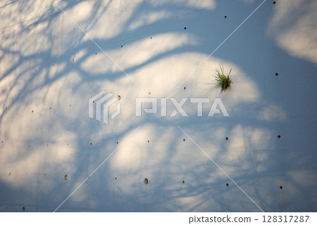 A white wall on which the shadow of a tree falls A white wall on which the shadow of a tree falls 128317287