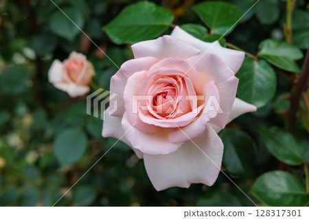 玫瑰園中綻放著美麗的淡粉色玫瑰花 128317301