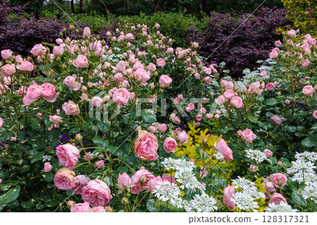 Beautiful pink roses and orlay flowers blooming in a garden in early summer Beautiful pink roses and orlay flowers blooming in a garden in early summer 128317321