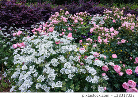 Beautiful pink roses and orlay flowers blooming in a garden in early summer Beautiful pink roses and orlay flowers blooming in a garden in early summer 128317322