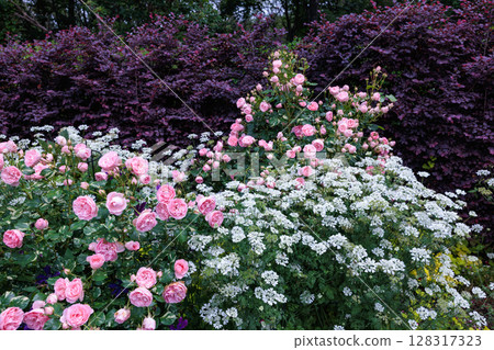 Beautiful pink roses and orlay flowers blooming in a garden in early summer Beautiful pink roses and orlay flowers blooming in a garden in early summer 128317323