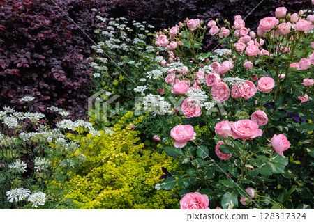 Beautiful pink roses and orlay flowers blooming in a garden in early summer Beautiful pink roses and orlay flowers blooming in a garden in early summer 128317324