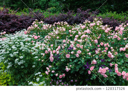 Beautiful pink roses and orlay flowers blooming in a garden in early summer 128317326