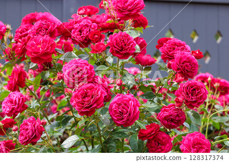 Beautiful red roses blooming in the rose garden Beautiful red roses blooming in the rose garden 128317374