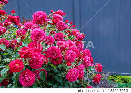 玫瑰園裡綻放著美麗的紅玫瑰 128317380