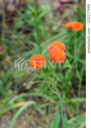 初夏花園裡盛開著美麗的橙色卡卡里亞花 128317449