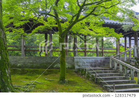 Fresh greenery in Kyoto, Tofukuji Temple, Tsutenkyo Bridge surrounded by green maples Fresh greenery in Kyoto, Tofukuji Temple, Tsutenkyo Bridge surrounded by green maples 128317479