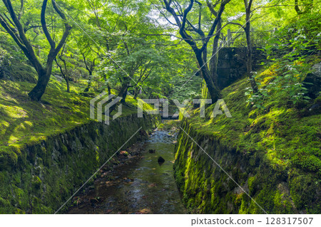京都的新綠,東福寺,泉玉館被綠楓環繞 京都的新綠,東福寺,泉玉館被綠楓環繞 128317507