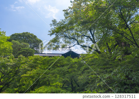 京都的新綠，東福寺，泉玉館被綠楓環繞 128317511
