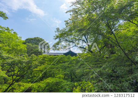 Fresh greenery in Kyoto, Tofukuji Temple, Sengyokukan surrounded by green maples 128317512