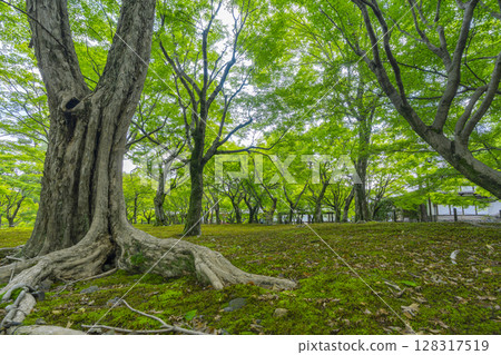 京都東福寺的新綠：綠楓與青苔的美麗花園 128317519