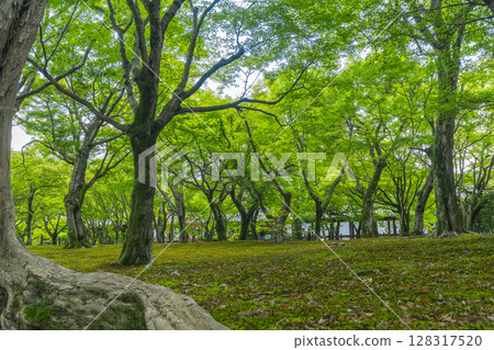 京都東福寺的新綠：綠楓與青苔的美麗花園 128317520