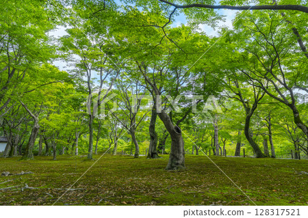 京都東福寺的新綠：綠楓與青苔的美麗花園 128317521