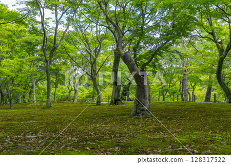 Fresh greenery in Kyoto Tofukuji Temple: A beautiful garden with green maples and moss Fresh greenery in Kyoto Tofukuji Temple: A beautiful garden with green maples and moss 128317522