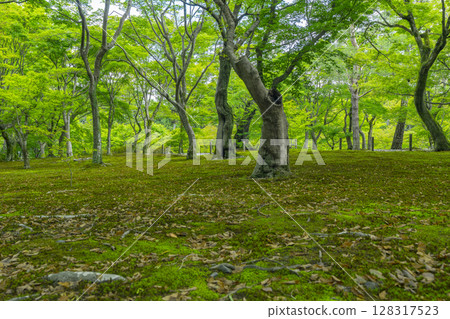 Fresh greenery in Kyoto Tofukuji Temple: A beautiful garden with green maples and moss Fresh greenery in Kyoto Tofukuji Temple: A beautiful garden with green maples and moss 128317523