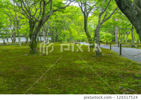Fresh greenery in Kyoto Tofukuji Temple: A beautiful garden with green maples and moss Fresh greenery in Kyoto Tofukuji Temple: A beautiful garden with green maples and moss 128317524