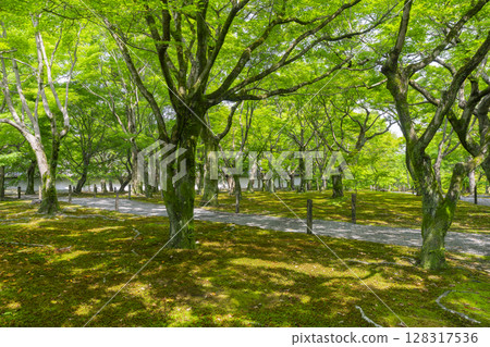 京都東福寺的新綠：綠楓與青苔的美麗花園 128317536