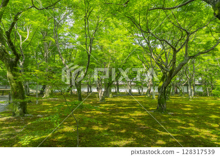 京都東福寺的新綠：綠楓與青苔的美麗花園 128317539