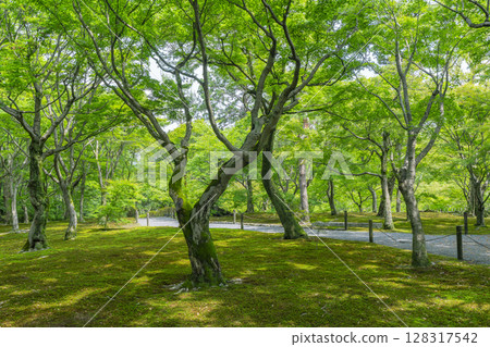 Fresh greenery in Kyoto Tofukuji Temple: A beautiful garden with green maples and moss Fresh greenery in Kyoto Tofukuji Temple: A beautiful garden with green maples and moss 128317542