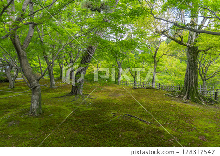 京都東福寺的新綠：綠楓與青苔的美麗花園 128317547
