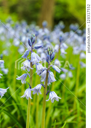 森林裡盛開著許多 Scilla campanulata 花 128317552