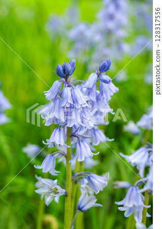 Many Scilla campanulata flowers blooming in the forest 128317556