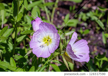 The neatly blooming flowers of the Hiruzatsukimisou in the garden 128317590