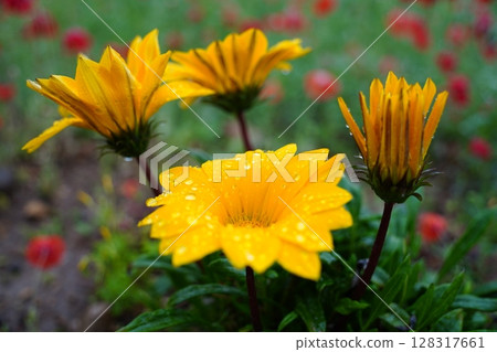 Vibrant Yellow Gazania Flower with Water Droplets on a Sunny Day Vibrant Yellow Gazania Flower with Water Droplets on a Sunny Day 128317661
