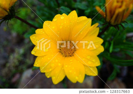 Vibrant Yellow Gazania Flower with Water Droplets on a Sunny Day 128317663
