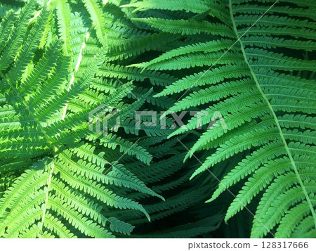 Green fern leaves under sunlight. Green fern leaves under sunlight. 128317666