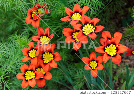 Bright orange Sparaxis flowers blooming in the garden 128317667