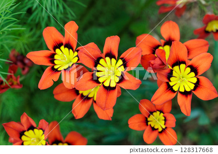Bright orange Sparaxis flowers blooming in the garden 128317668