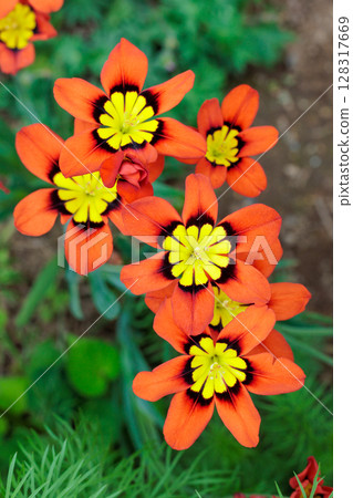 Bright orange Sparaxis flowers blooming in the garden 128317669