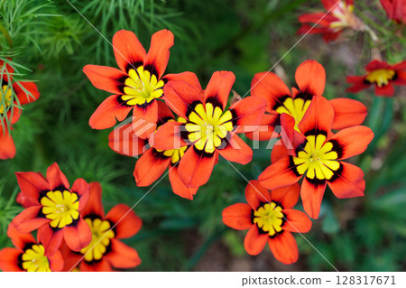 Bright orange Sparaxis flowers blooming in the garden 128317671