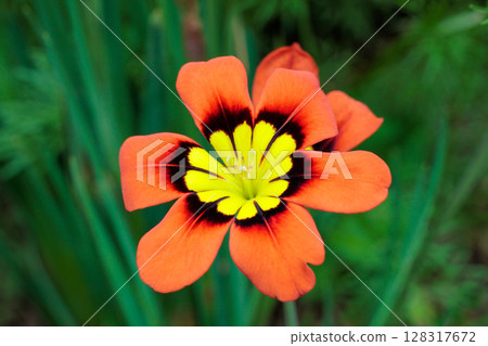 Bright orange Sparaxis flowers blooming in the garden 128317672