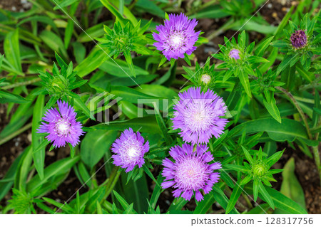 Stokesia laevis flowers blooming beautifully in the early summer garden 128317756