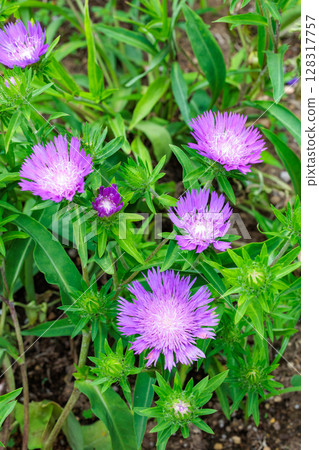 Stokesia laevis flowers blooming beautifully in the early summer garden 128317757