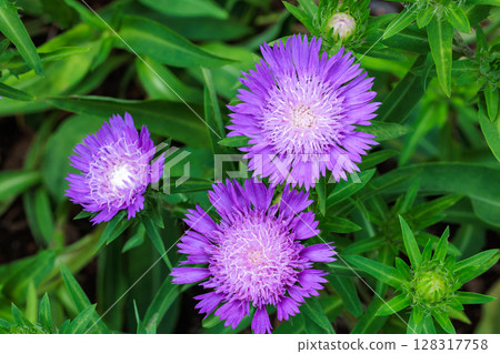 Stokesia laevis flowers blooming beautifully in the early summer garden 128317758