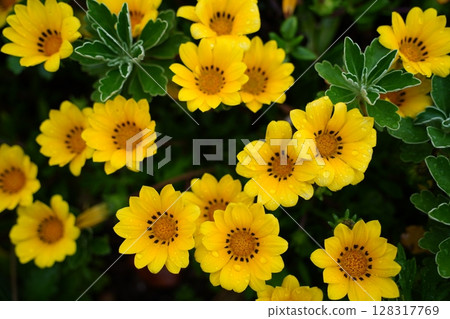 Bright yellow Gazania flowers blooming in a garden Bright yellow Gazania flowers blooming in a garden 128317769