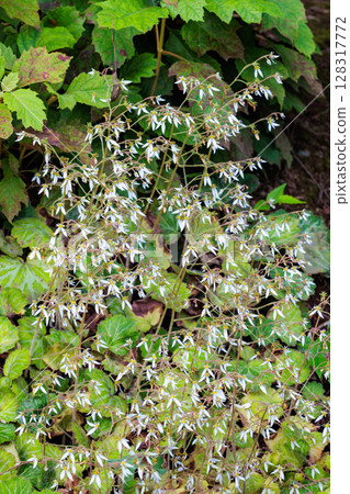 花園樹蔭下整齊綻放的虎耳草花 128317772