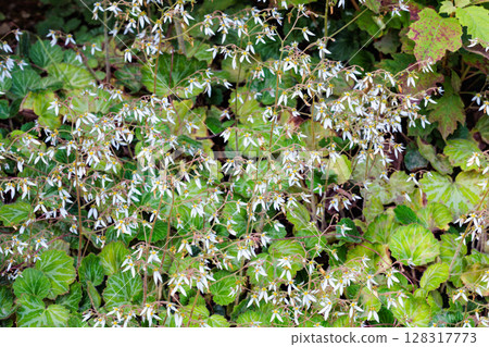 花園樹蔭下整齊綻放的虎耳草花 128317773