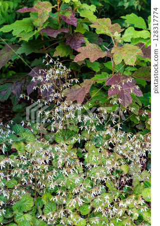 花園樹蔭下整齊綻放的虎耳草花 128317774