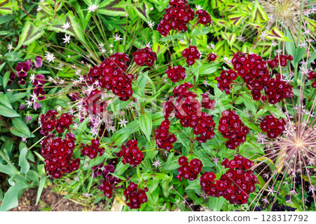 初夏花園裡盛開的石竹花 128317792