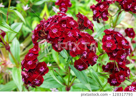 Brightly blooming Dianthus flowers in an early summer garden Brightly blooming Dianthus flowers in an early summer garden 128317793