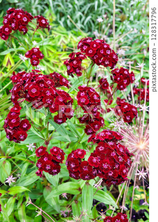 Brightly blooming Dianthus flowers in an early summer garden Brightly blooming Dianthus flowers in an early summer garden 128317796