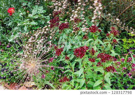 初夏花園裡盛開的石竹花 128317798